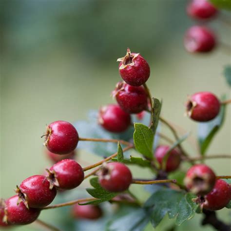 Hawthorn Berry Good For Kidneys at Terry Greene blog