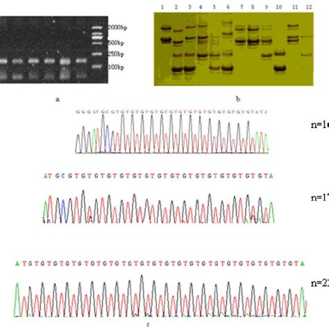 Genotyping And Identification By Sequencing Of Microsatellite SJ01