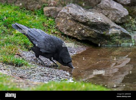 Carrion crow (Corvus corone) drinking water from pond Stock Photo - Alamy