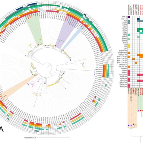 In A Phylogenomic Tree Of Escherichia Coli ST602 Strains Their Source