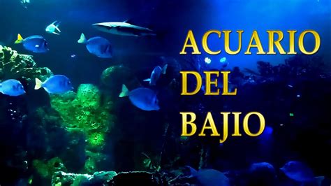 Acuario del Bajio León Gto YouTube