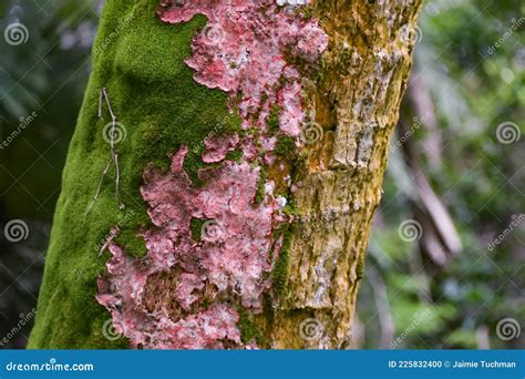 Pink Lichen Growing On A Tree Trunk Stock Photo Image Of Pink Bark