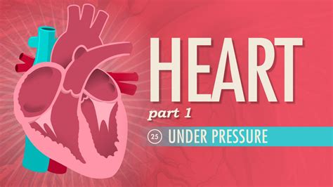 The Heart Part Under Pressure Crash Course Anatomy Physiology