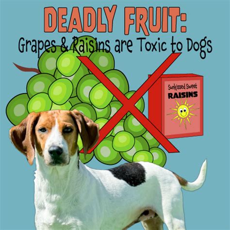 Deadly Fruit: Grapes and Raisins are Toxic to Dogs