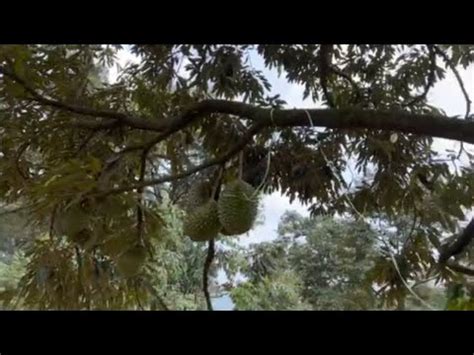 Ikat Durian Musang King Dulu Guys Durian Musangking Durianviral Youtube