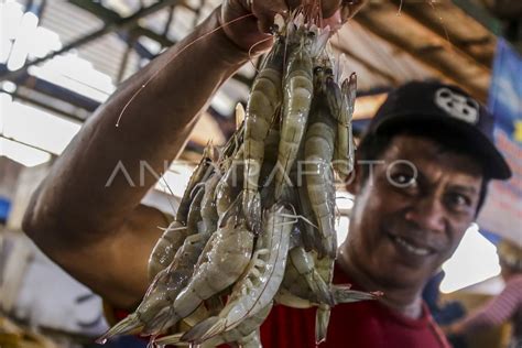 Kontribusi Ekspor Komoditas Udang ANTARA Foto