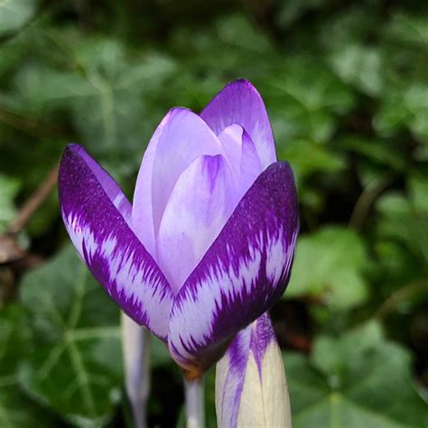 Crocus Sieberi Hubert Edelsten Albrecht Hoch Ohg