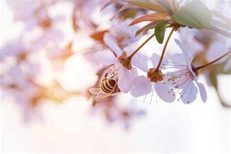 Fruit Trees And Cross Pollination The Gardener The Gardener