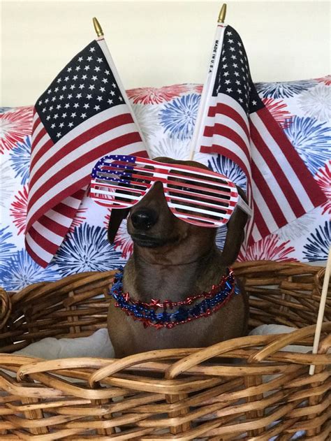 Happy 4th Of July Patriotic Pets Dog Picture Ideas Super Cute Dogs