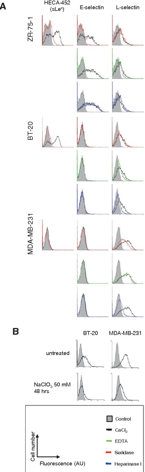 Pdf Selectin Ligand Sialyl Lewis X Antigen Drives Metastasis Of