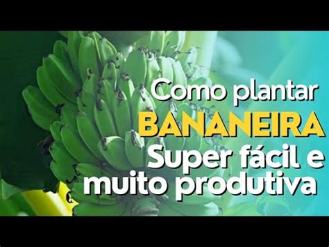 Como Plantar Bananeira YouTube