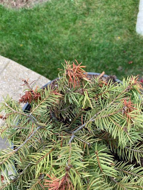 Douglas fir sapling dying! : r/plantclinic