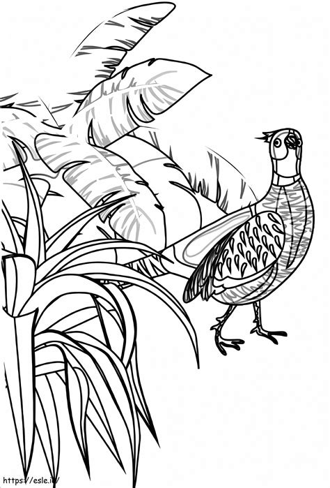 Wild Pheasant Coloring Page