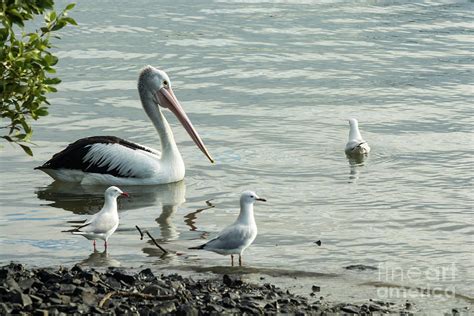 Pelican And Seagulls Photograph By Christopher Edmunds Fine Art America