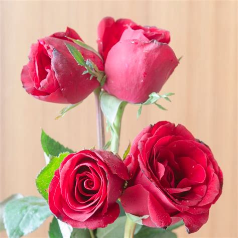 Premium Photo | Red roses for valentine's day.