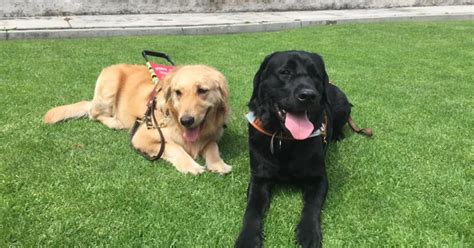 Escuela De Perros Gu A Pionera En Am Rica Latina Est A Punto De Cerrar Despu S De A Os De