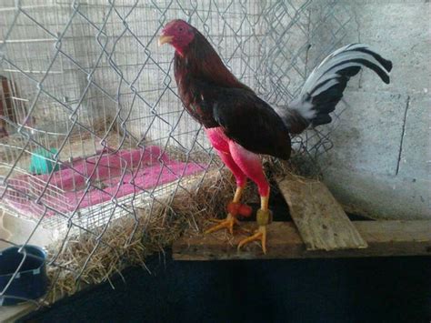 57 best images about The gamecock on Pinterest | The philippines, Irish ...