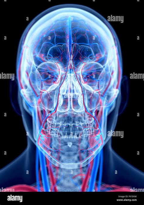 Sistema Vascular Del Cuello Humano Fotograf As E Im Genes De Alta