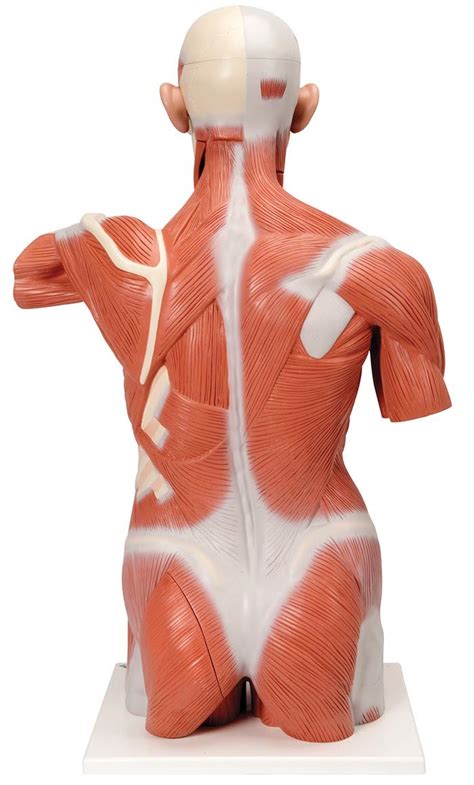 Modelo de Torso con Músculos Tamaño Natural 27 Partes Medical Factory