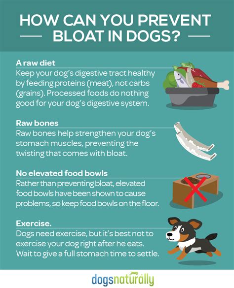 What Are The Symptoms Of Bloat In A Dog