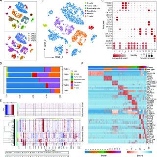 Cellular Composition Of TNBC And Identification Of Malignant Cells