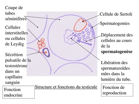 PPT Chapitre IV Procréation PowerPoint Presentation free download