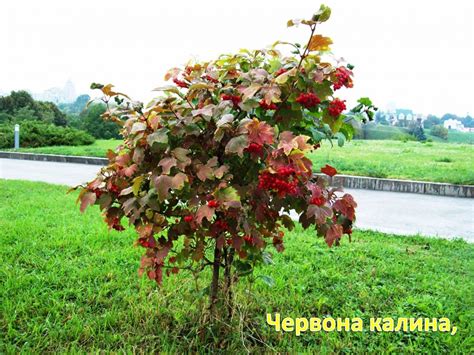 Калина обыкновенная дерево (76 фото) - фото - картинки и рисунки ...