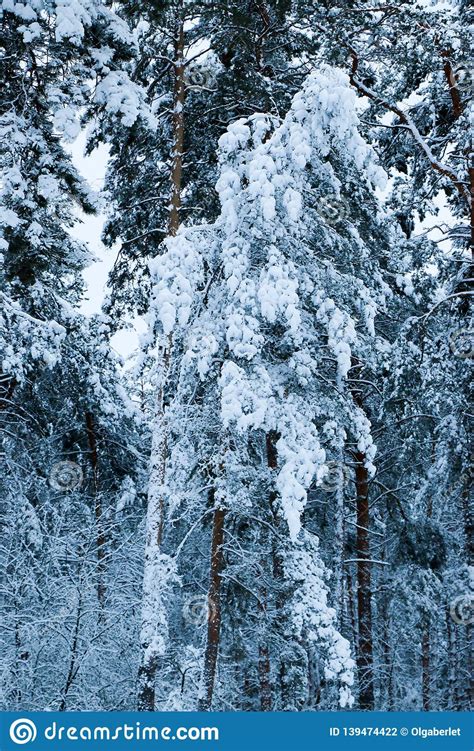 Snow Covered Pine Tree Forest In Nature During Snow Storm Stock Photo