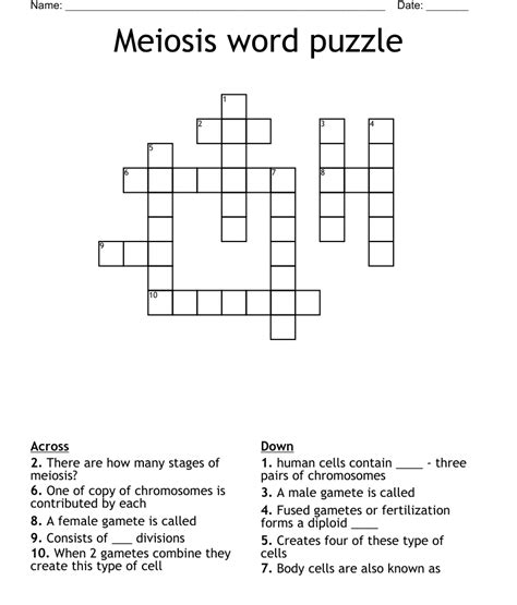 Meiosis Word Puzzle Crossword Wordmint