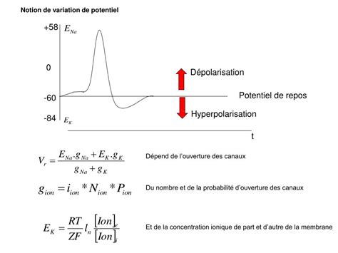 PPT Chapitre 3 Electrophysiologie et Potentiel Imposé Notion de