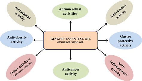 Schema Depiction Of Biological Activities Of Ginger Rhizome Extract