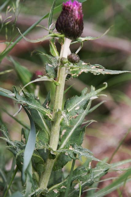 Cirsium Helenioides Brudborste Vith Rig Undersida Tobe Poizon