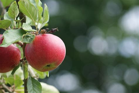 Apfel Reif Obst Kostenloses Foto Auf Pixabay Pixabay