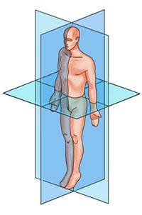 Anatomical Directions Test - 1 | Attempts: 2683 - Quiz, Trivia & Questions