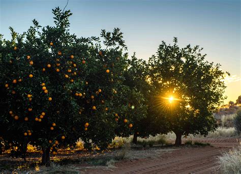 How to Grow and Care for Grapefruit Trees♉ Mergulhe na adrenalina das ...