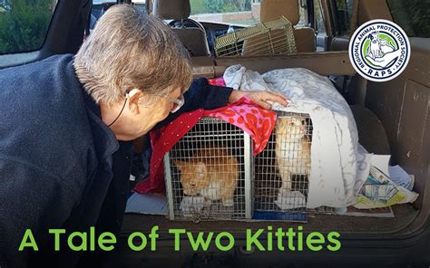 Regional Animal Protection Society » A Tale of Two Kitties