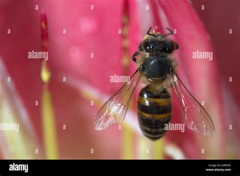 Bee African honey Stock Photo - Alamy