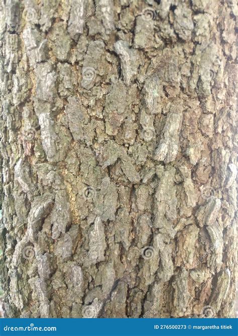 Dried Mahogany Tree Bark In The Hot Sun Stock Image Image Of Bark