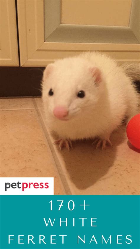 170+ White Ferret Names For Your Cute Pet White Ferrets