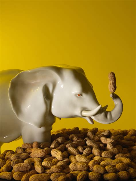 Elephant Eating Peanuts