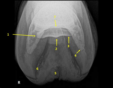 Equine Foot - Navicular Bone Palmaroproximal-Palmarodistal oblique ...