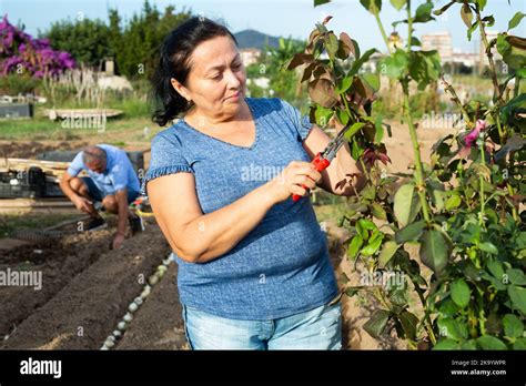 Elderly Female Amateur Gardener Cutting Branches Of Rose Bush Stock Photo Alamy