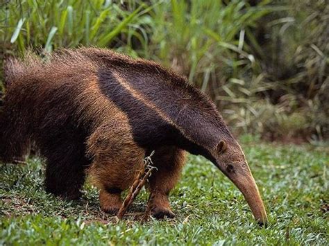 Xenarthra Diet - Bella Marcel