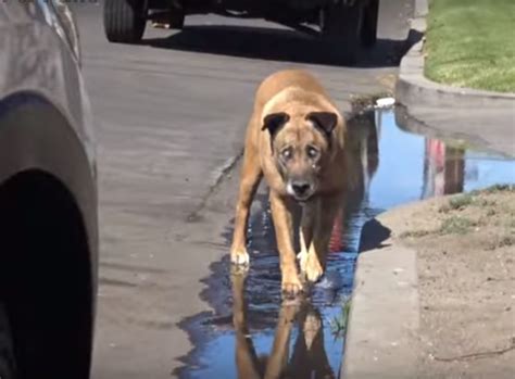 Cachorro Idoso E Cego Resgatado Ap S Uma Vida Inteira Nas Ruas