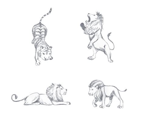 Drawing of a lion, a tiger, drawn in pencil 17398719 PNG