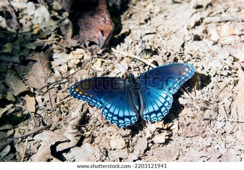 Red Spotted Purple Butterfly Over Royalty Free Licensable Stock