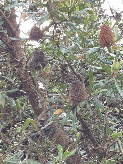 Old Man Banksia From Marlo Vic Australia On February At