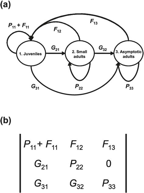 Life Cycle Of A Lizard Diagram