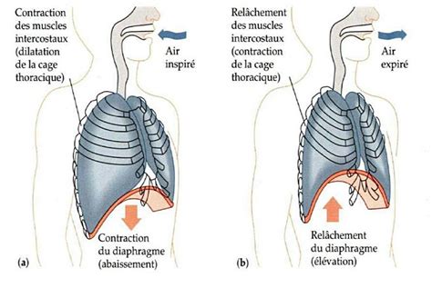 Respiration Compl Te Une Pratique Pleine De Vertu Zeniaka