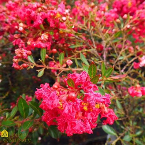 Lagerstroemia Cherry Dazzle Crape Myrtle From Home Nursery